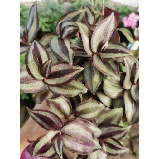 Zebrapletyka - Tradescantia zebrina Purple Joy