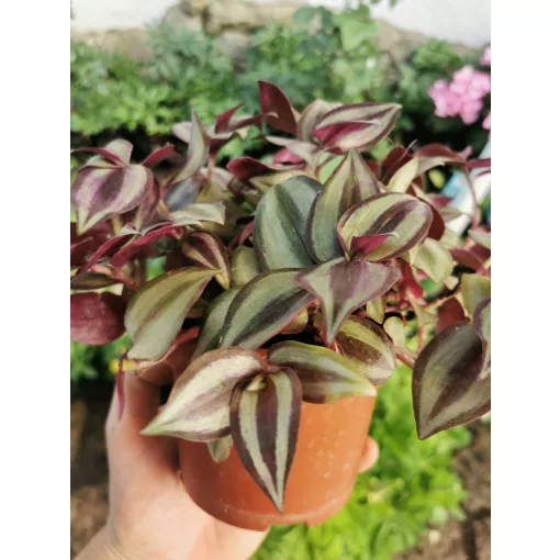 Zebrapletyka - Tradescantia zebrina Purple Joy
