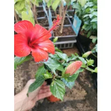 Hibiszkusz - piros