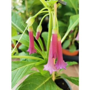 Mini angyaltrombita - Iochroma sp.