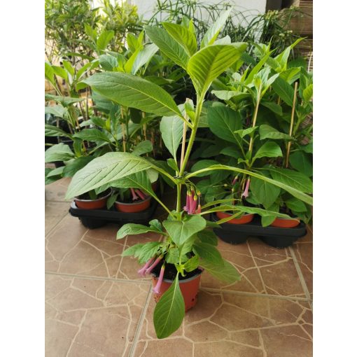 Mini angyaltrombita - Iochroma sp.