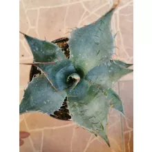 Agave parryi