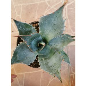 Agave parryi