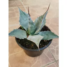 Agave parryi