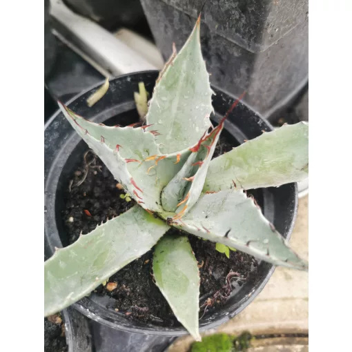 Agave parryi