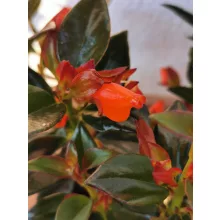 Aranyhal virág - Nematanthus gregarius