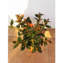 Aranyhal virág - Nematanthus gregarius