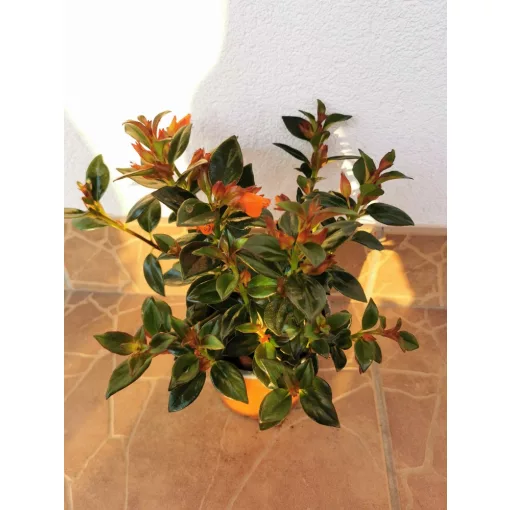 Aranyhal virág - Nematanthus gregarius