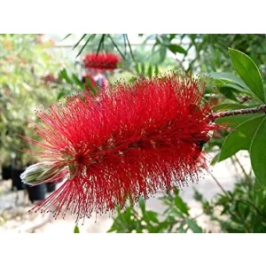 Callistemon citrinus - Kefevirág (p15)