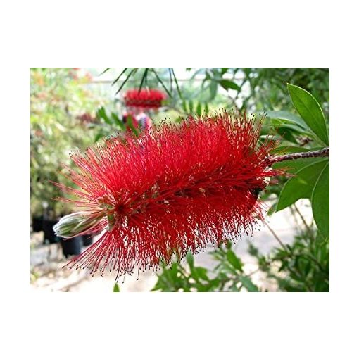 Kefevirág - Callistemon sp.