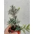 Callistemon citrinus - Kefevirág (p15)