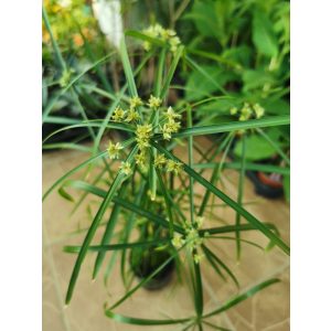 Cyperus alternifolius - Vízipálma