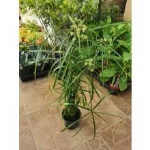 Cyperus alternifolius - Vízipálma