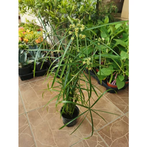 Cyperus alternifolius - Vízipálma