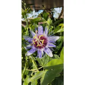 Passiflora Purple Haze - Golgotavirág
