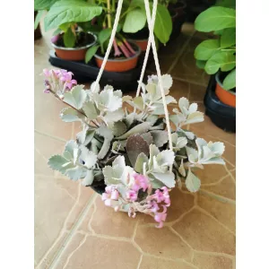 Korallvirág - Kalanchoe pumila