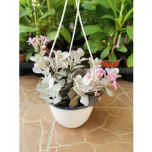 Korallvirág - Kalanchoe pumila