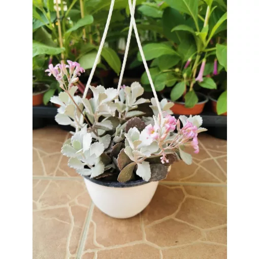 Korallvirág - Kalanchoe pumila