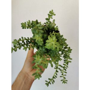 Csüngő varjúháj - Sedum moraganianum Burrito