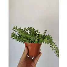 Csüngő varjúháj - Sedum moraganianum Burrito