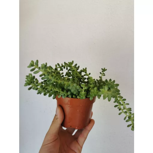 Csüngő varjúháj - Sedum moraganianum Burrito