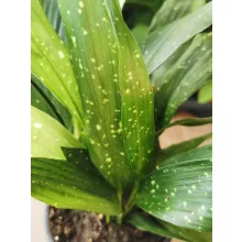 Kukoricalevél - Aspidistra elatior Milky Way