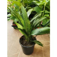 Kukoricalevél - Aspidistra elatior Milky Way