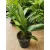 Kukoricalevél - Aspidistra elatior Milky Way