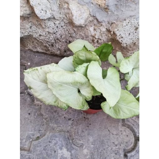 Nyíllevél - Syngonium Hungarian White