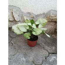 Nyíllevél - Syngonium Hungarian White
