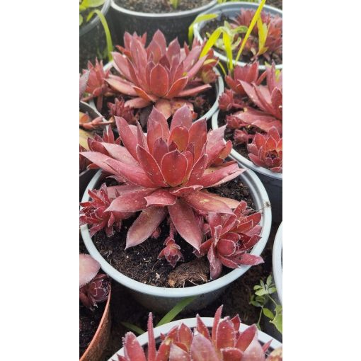 Sempervivum Copper Canyon - Kövirózsa