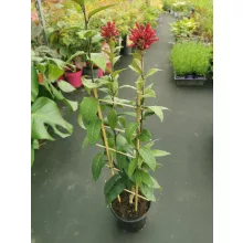 Kalapácscserje - Cestrum elegans