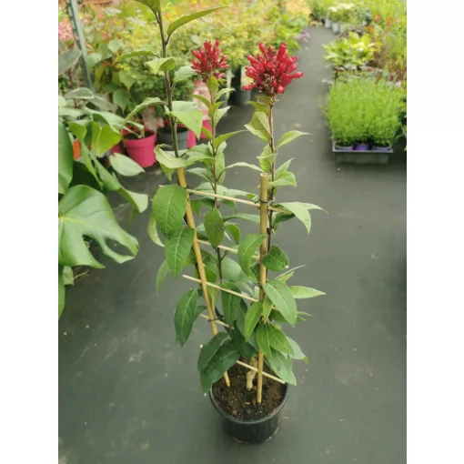 Kalapácscserje - Cestrum elegans