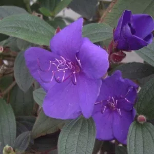 Tibouchina urvilleana - Ibolyafa, hercegnővirág