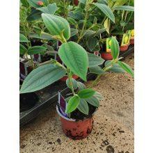 Tibouchina urvilleana - Ibolyafa, hercegnővirág