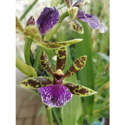 Zygopetalum sp. 2