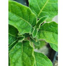 Brugmansia sanguinea - Piros angyaltrombita