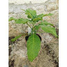 Brugmansia sanguinea - Piros angyaltrombita
