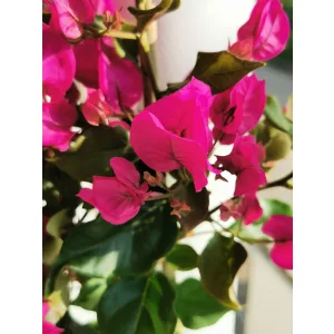 Bougainvillea - Murvafürt (lila)