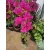 Bougainvillea - Murvafürt (lila)