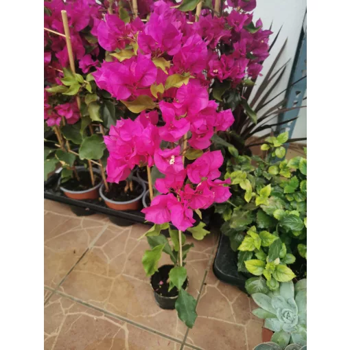 Bougainvillea - Murvafürt (lila)
