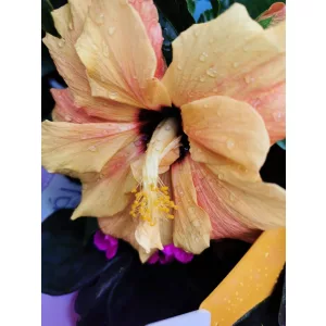 Hibiszkusz - dupla barack