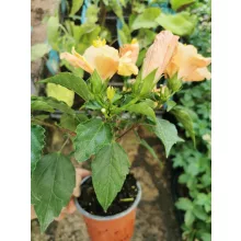 Hibiszkusz - dupla barack