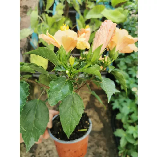 Hibiszkusz - dupla barack