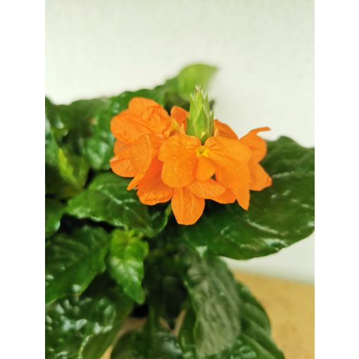 Crossandra infundibuliformis -Tölcséres krosszandra