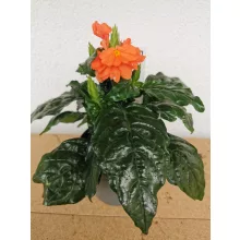 Crossandra infundibuliformis -Tölcséres krosszandra