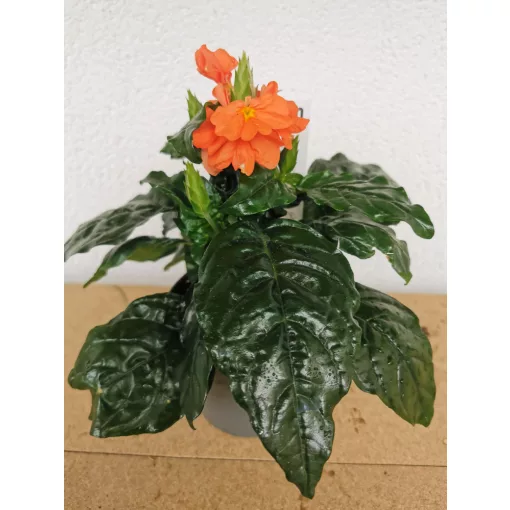 Crossandra infundibuliformis -Tölcséres krosszandra