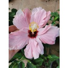 Hibiszkusz - dupla rózsaszín