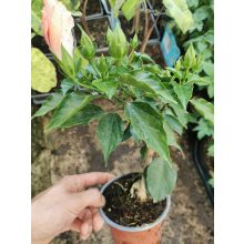 Hibiszkusz - dupla rózsaszín