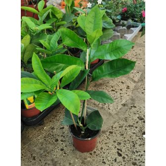 Mediterrán növények